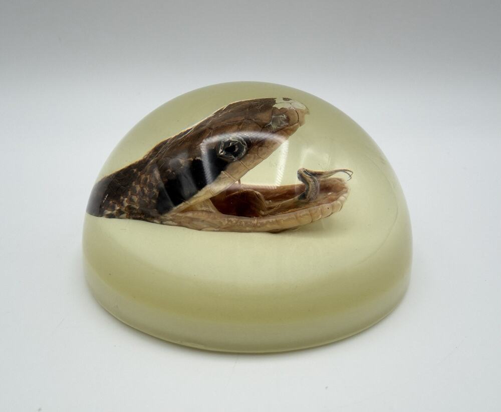 Real Snake Head Acrylic Paperweight 3.5” Glow in Dark Taxidermy Halloween Decor